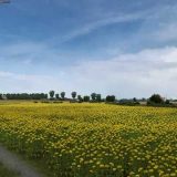 grass-and-trees-v3.2-ets2-2-160x160.jpg
